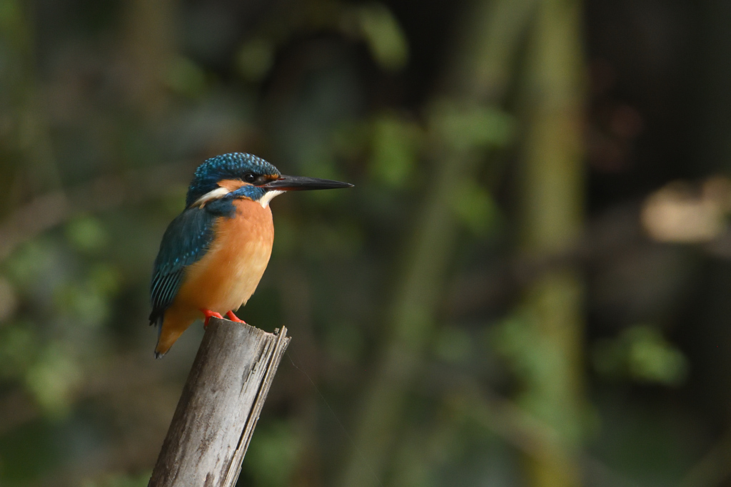 見つめる翡翠ポトレ