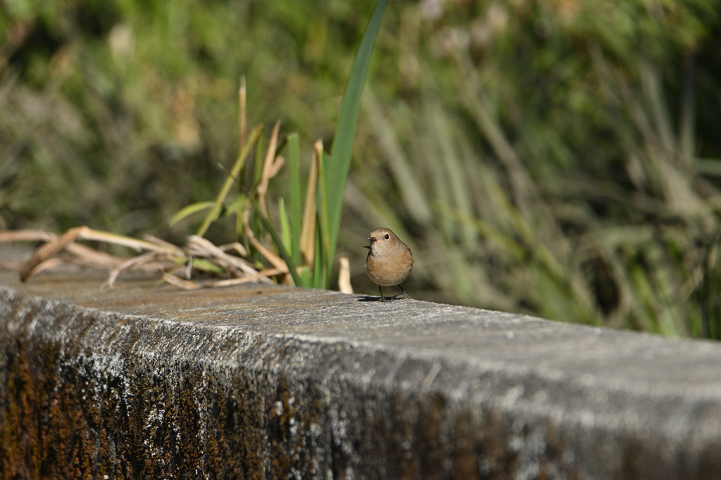 ここらで良いかな