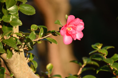 山茶花の咲く時