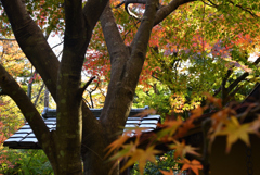 これも紅葉_い