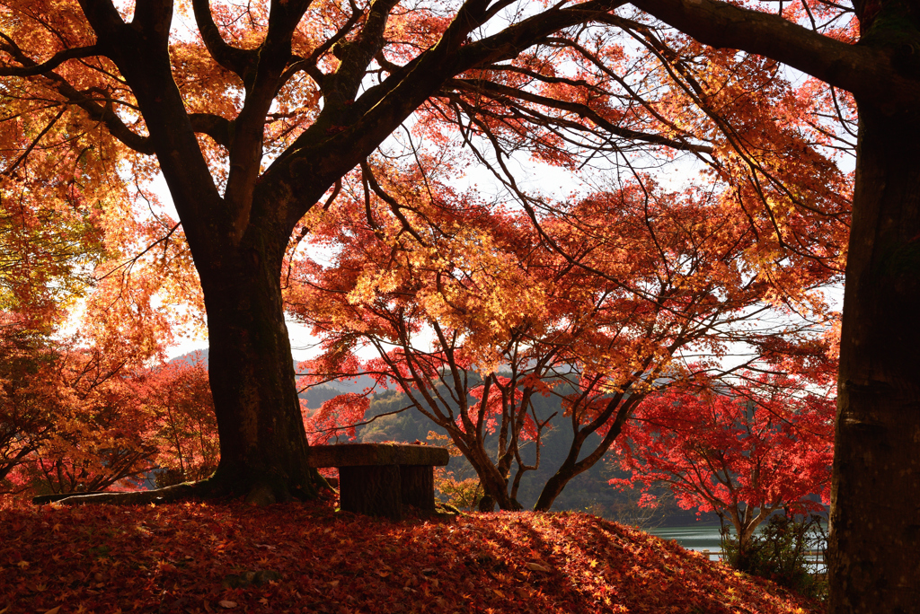 紅葉