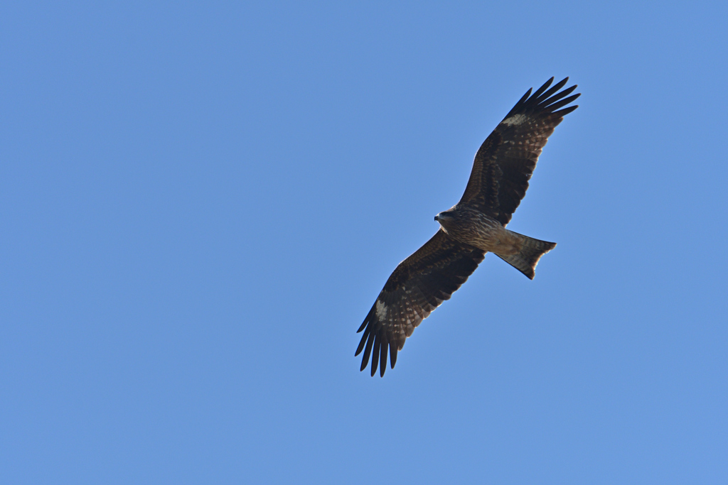 青空から鳶の目