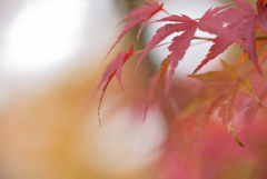 紅葉_しっとり2