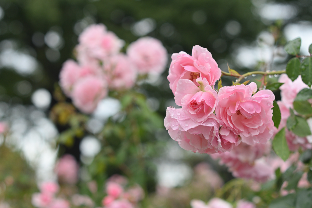 薔薇