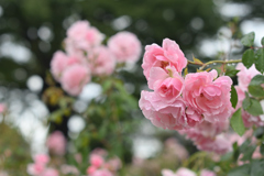 薔薇