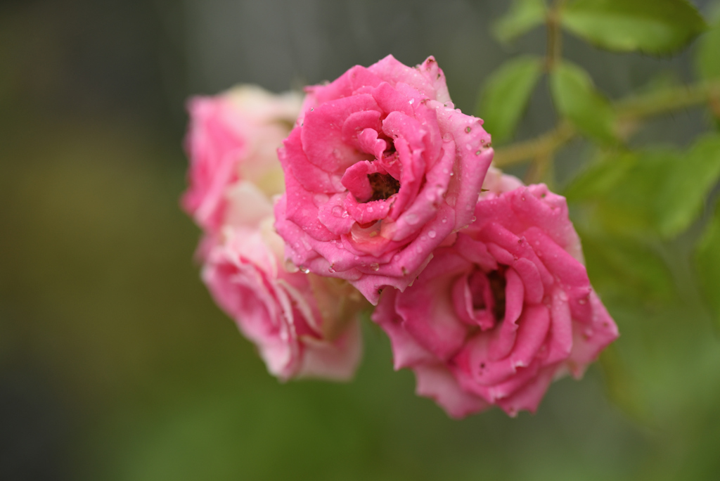 気持ちいい雨-2