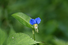 露草