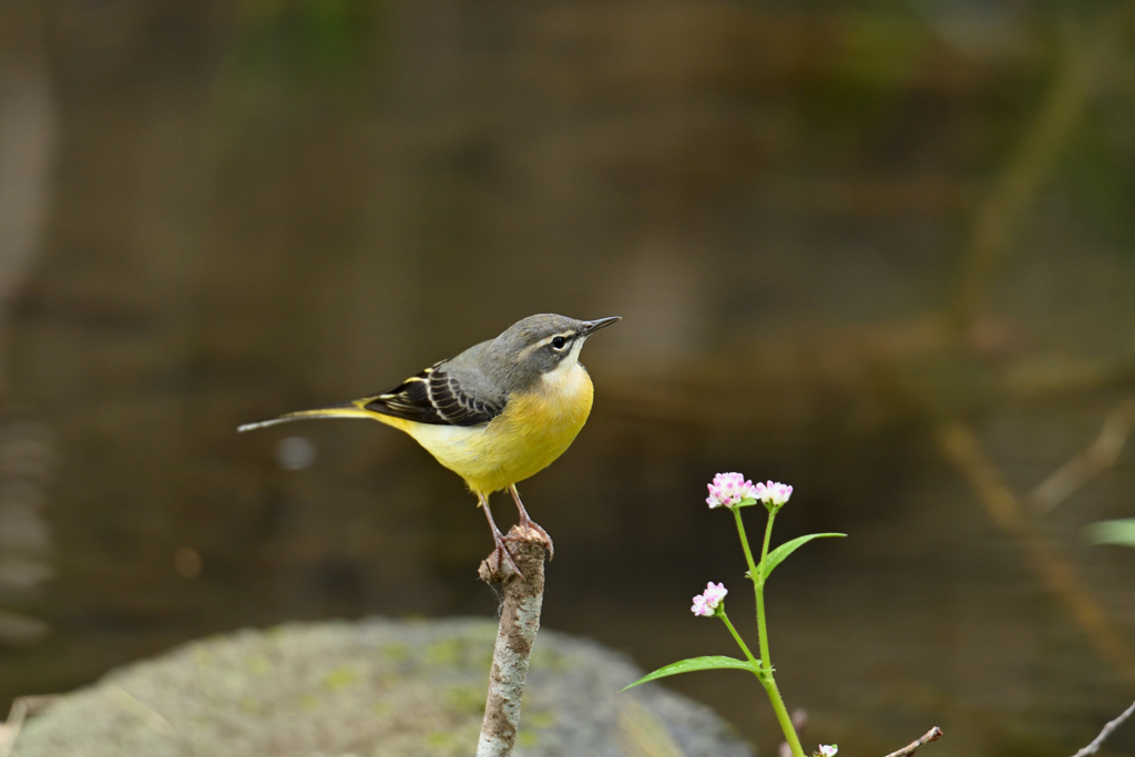 鳥と花の水辺