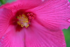 アメリカ芙蓉