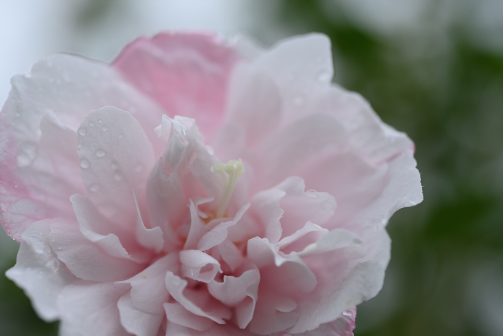 雨の木槿-5