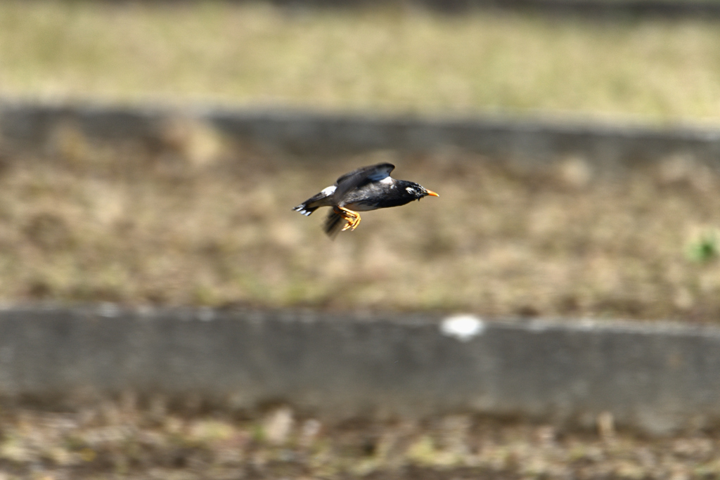 椋鳥飛翔-2