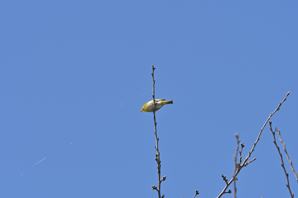 花を待っています