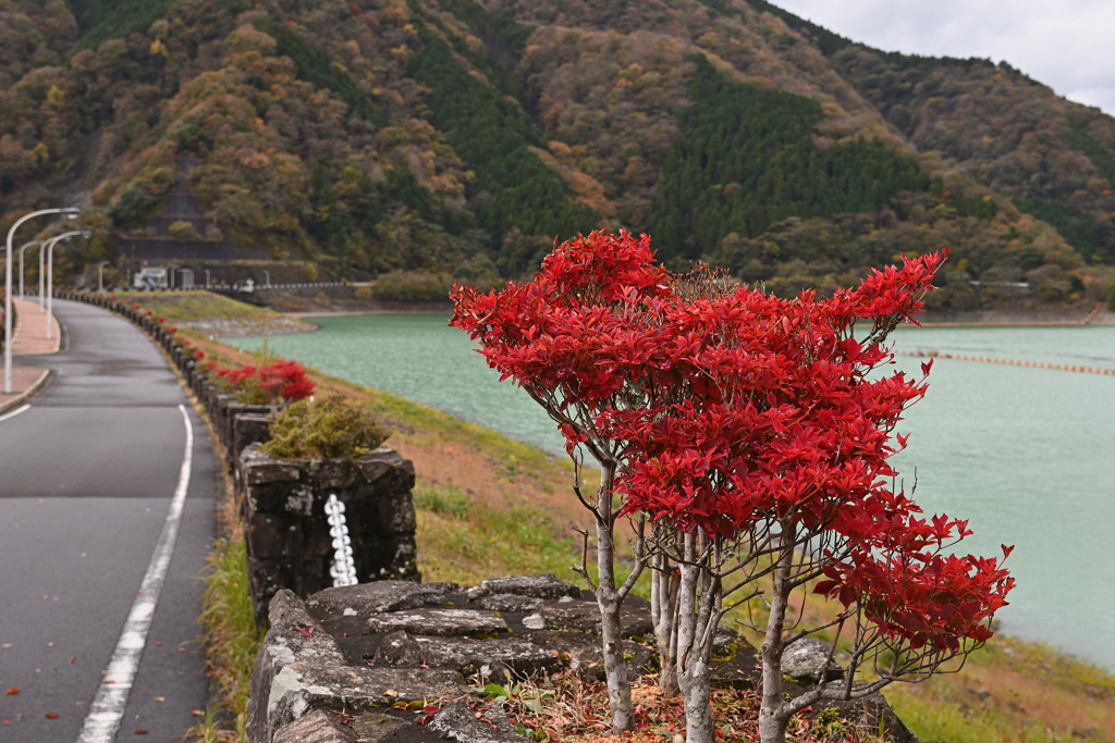 ダムの紅葉