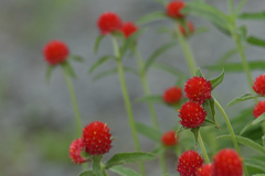 赤い千日紅