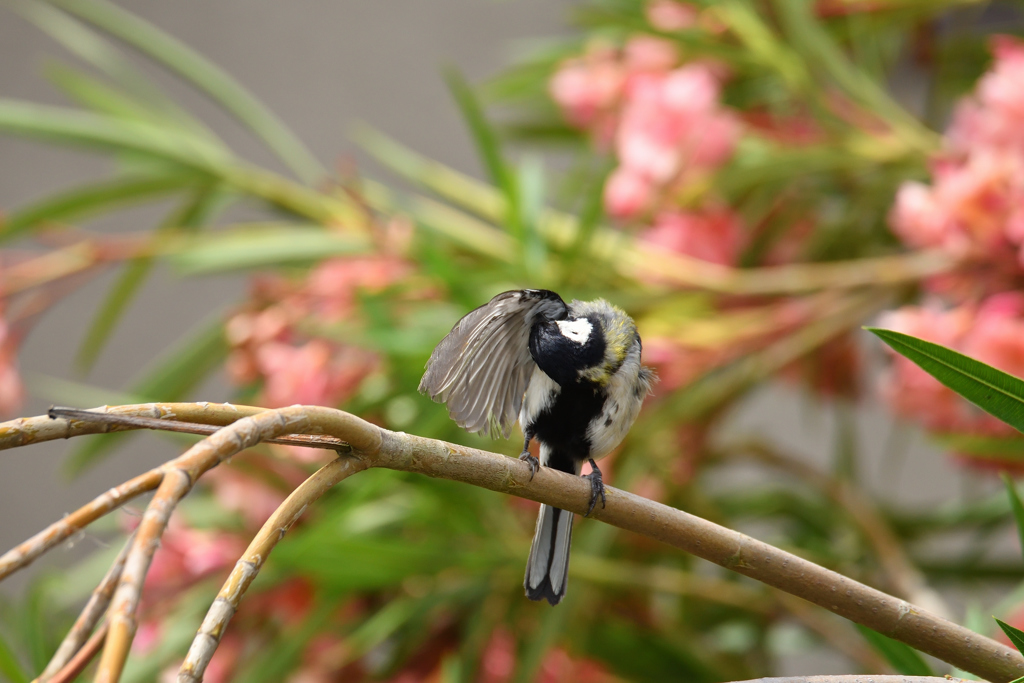親鳥は