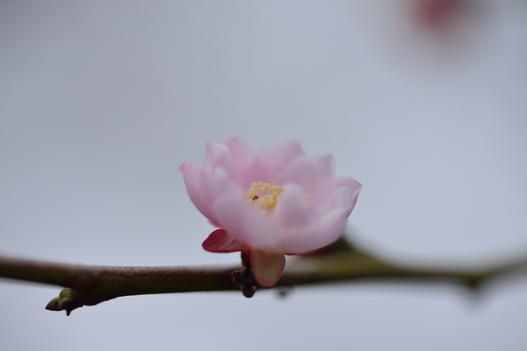 ピンク おおぼけ
