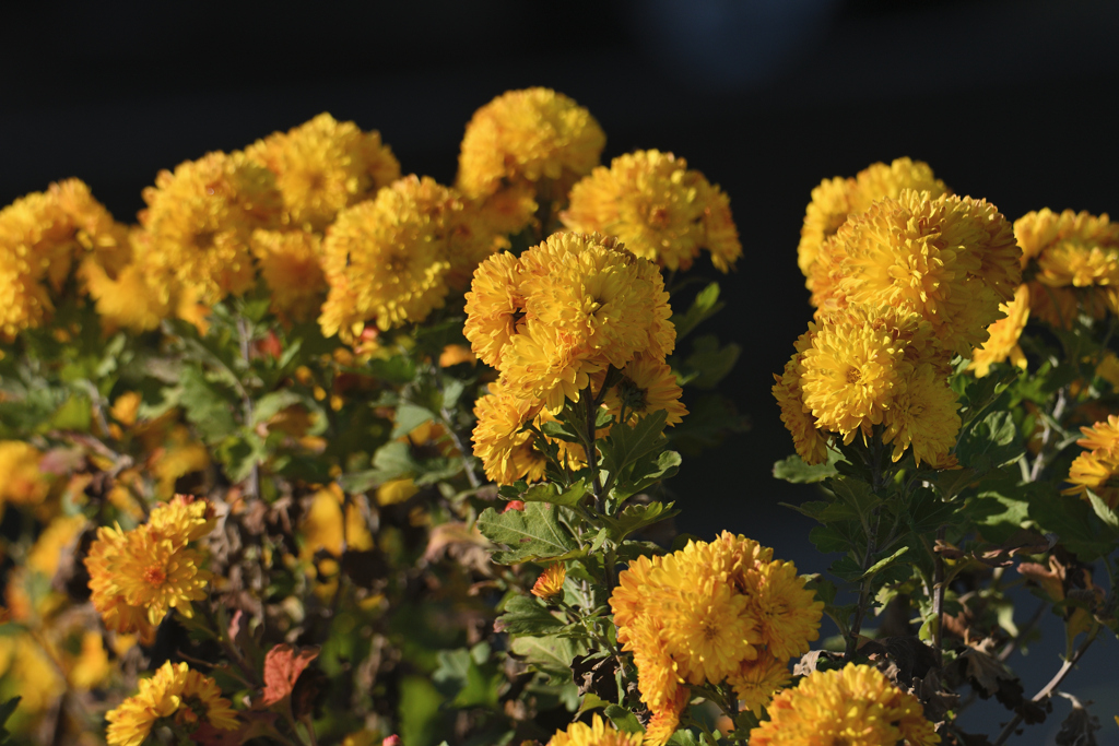 そろそろ終わり