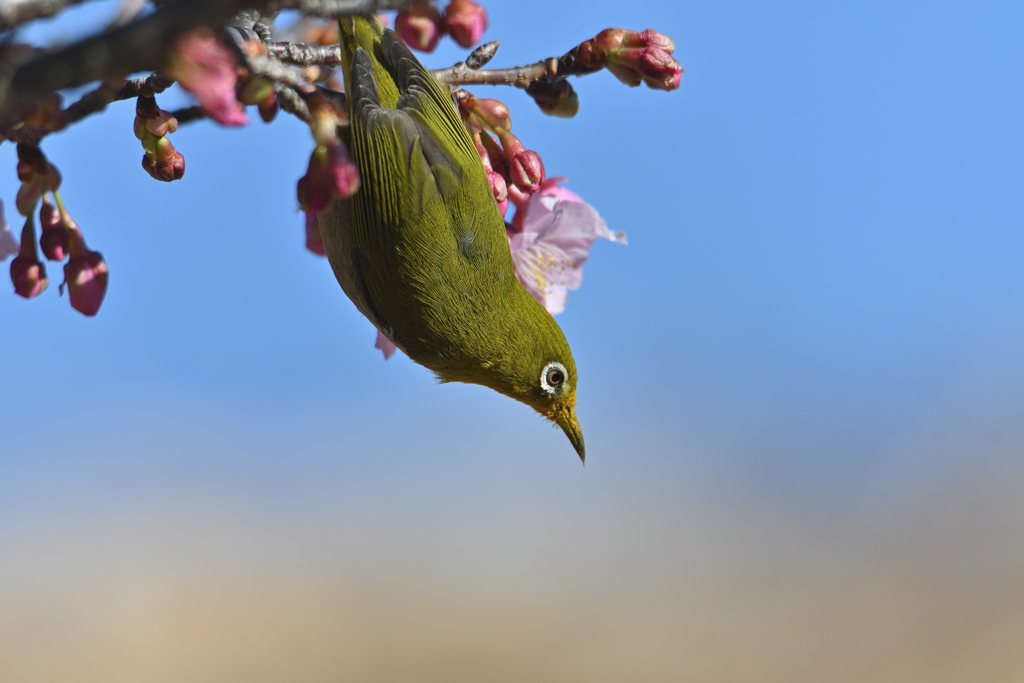 春の目白