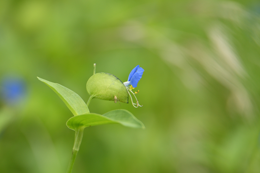 露草と蜘蛛