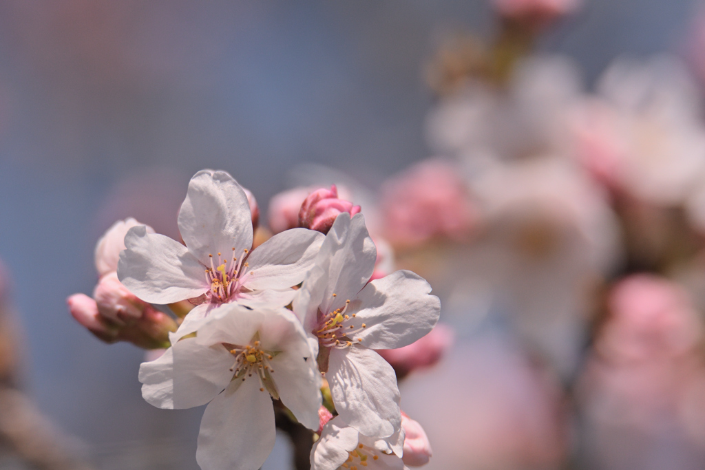 青空と桜