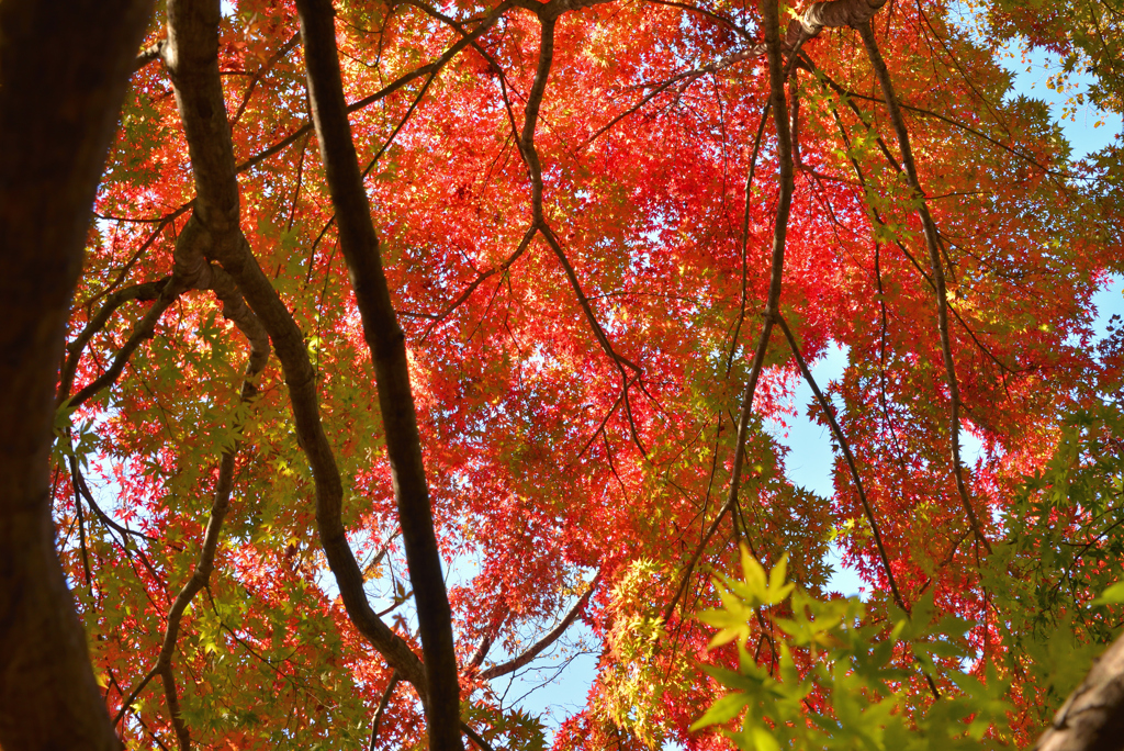 秋の空は紅の輝き