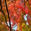 秋の空は紅の輝き
