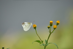 栴檀草の蝶