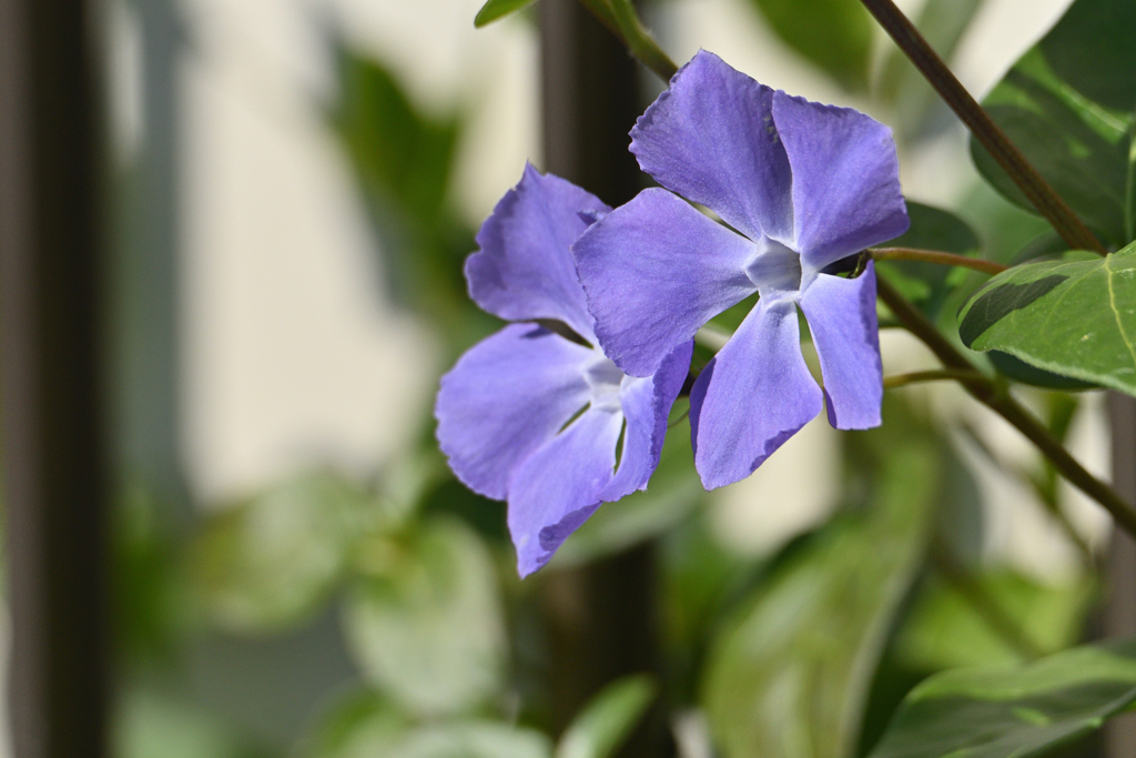 顔を出す花