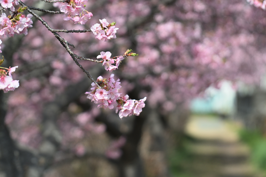 河津桜