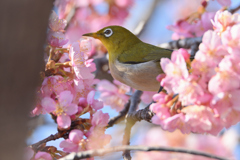 桜は好いね