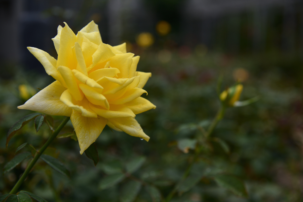 濡れた薔薇-2