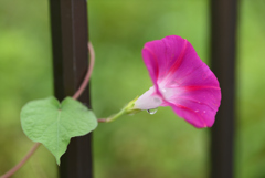 花と葉っぱと雫