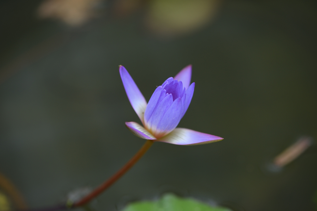 青紫の灯り
