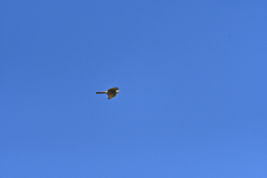 青空-1