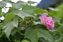 花開く時