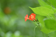まだ咲く夏の花-2