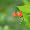 まだ咲く夏の花-2