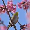 花と小鳥
