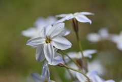 最後の花