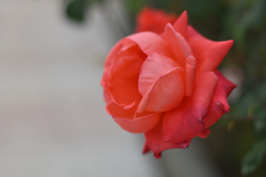 この薔薇は温かい