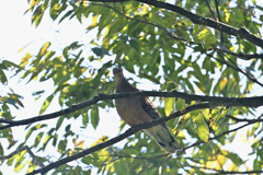 山には山鳩 山には山鳩