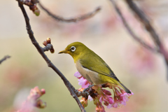 桜木で揺れて