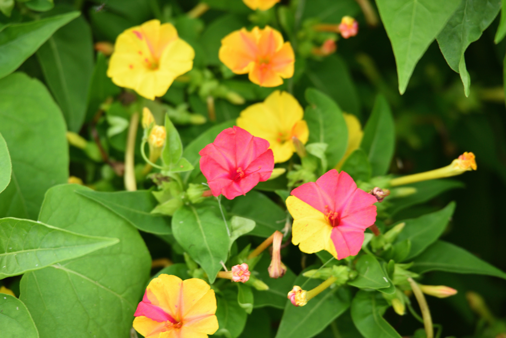 野草でもね ⑲ 白粉花_混色