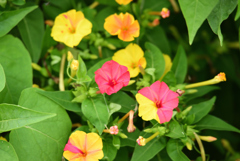 野草でもね ⑲ 白粉花_混色