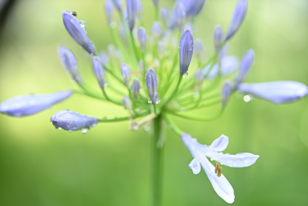 梅雨の贈り物