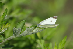 緑が嬉しい白い蝶
