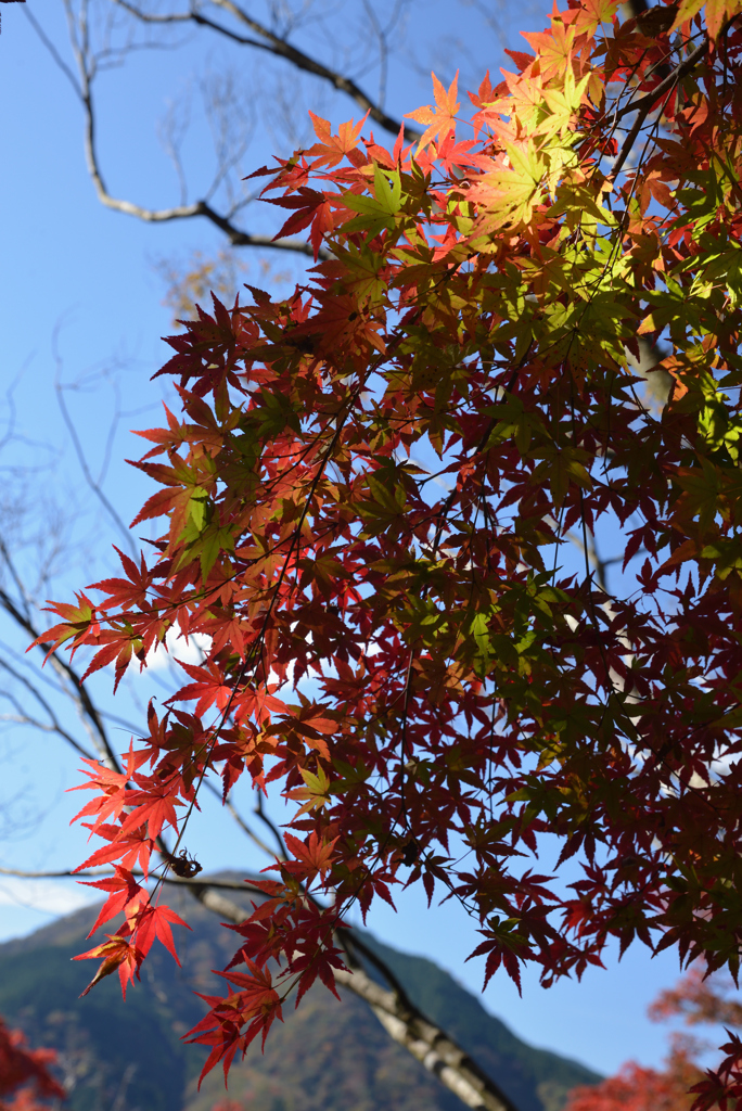 紅葉狩り