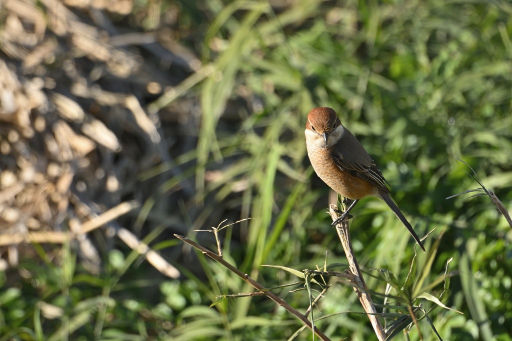 女の子に睨まれて