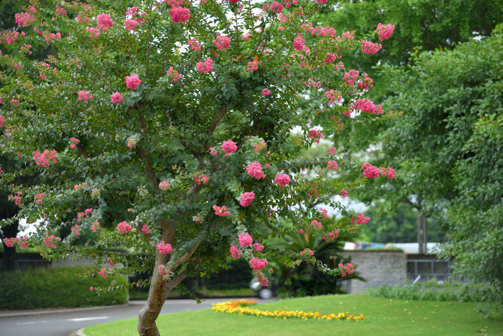 やっと撮れた百日紅