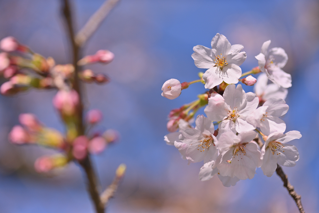 桜風
